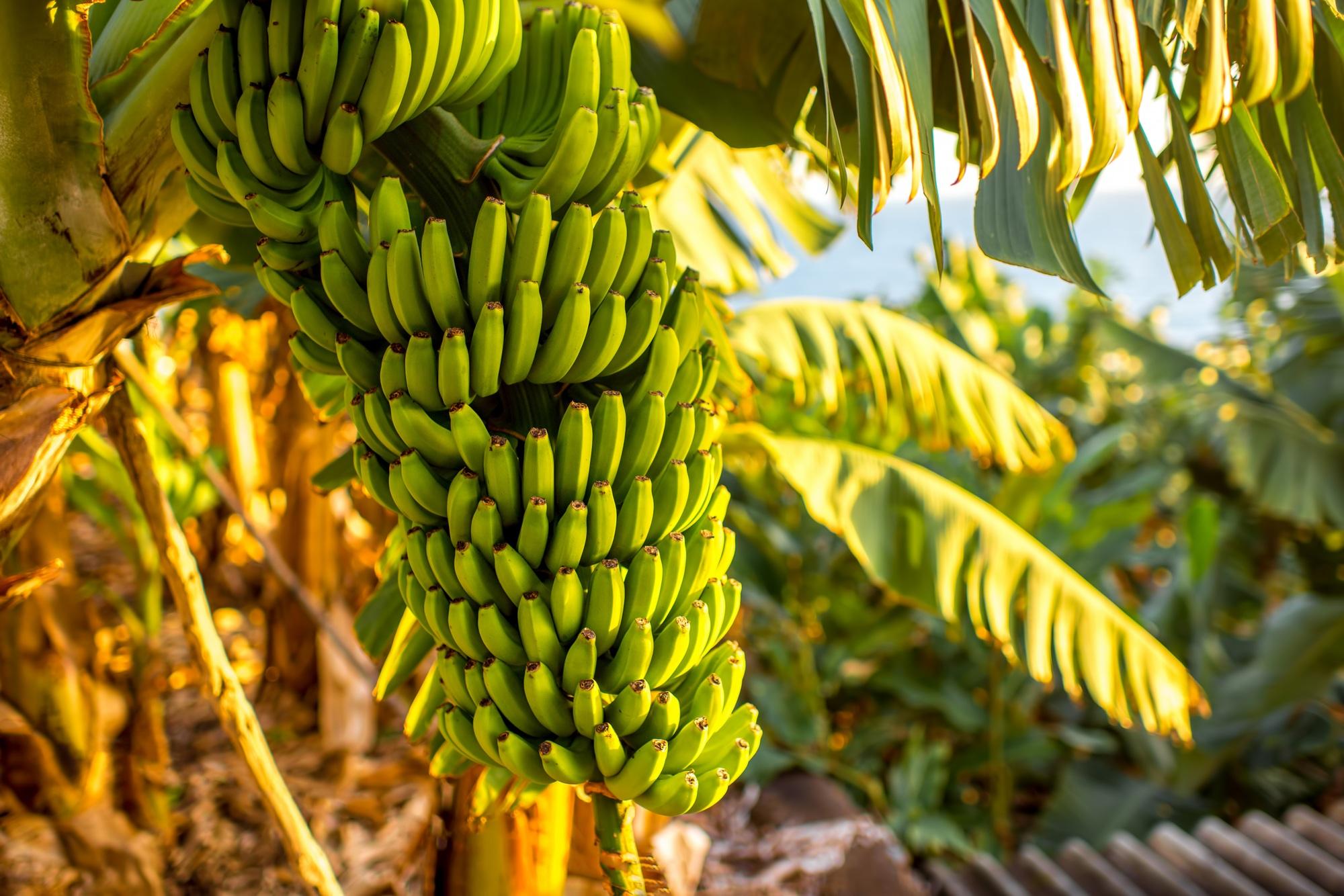 Green banana bunch